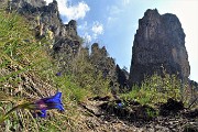 33 Fiori di  Genziana primaticcia (Gentiana verna) per Corna Torella